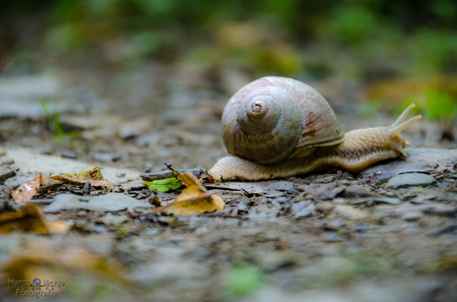 Weinbergschnecke