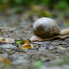 Weinbergschnecke