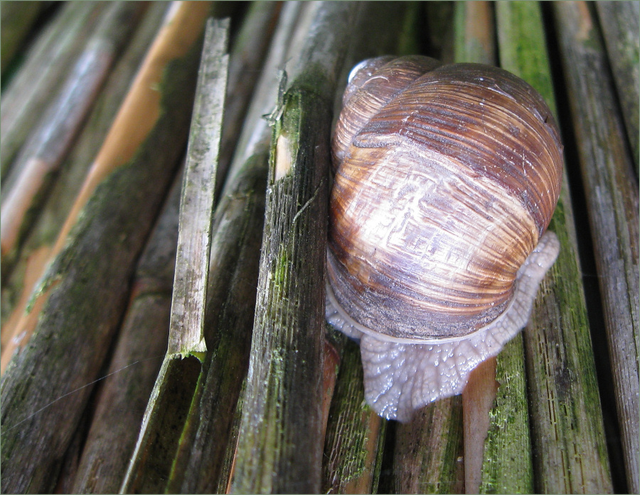 Weinbergschnecke