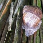 Weinbergschnecke