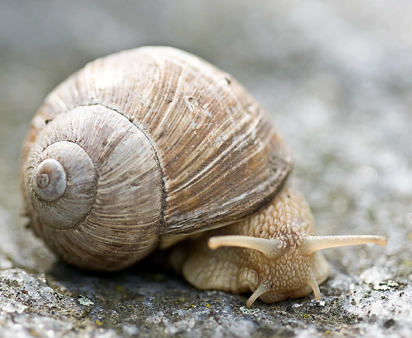 Weinbergschnecke...