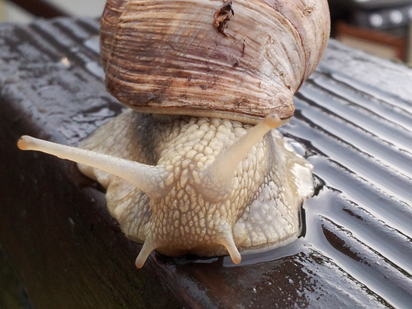 Weinbergschnecke