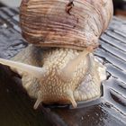 Weinbergschnecke