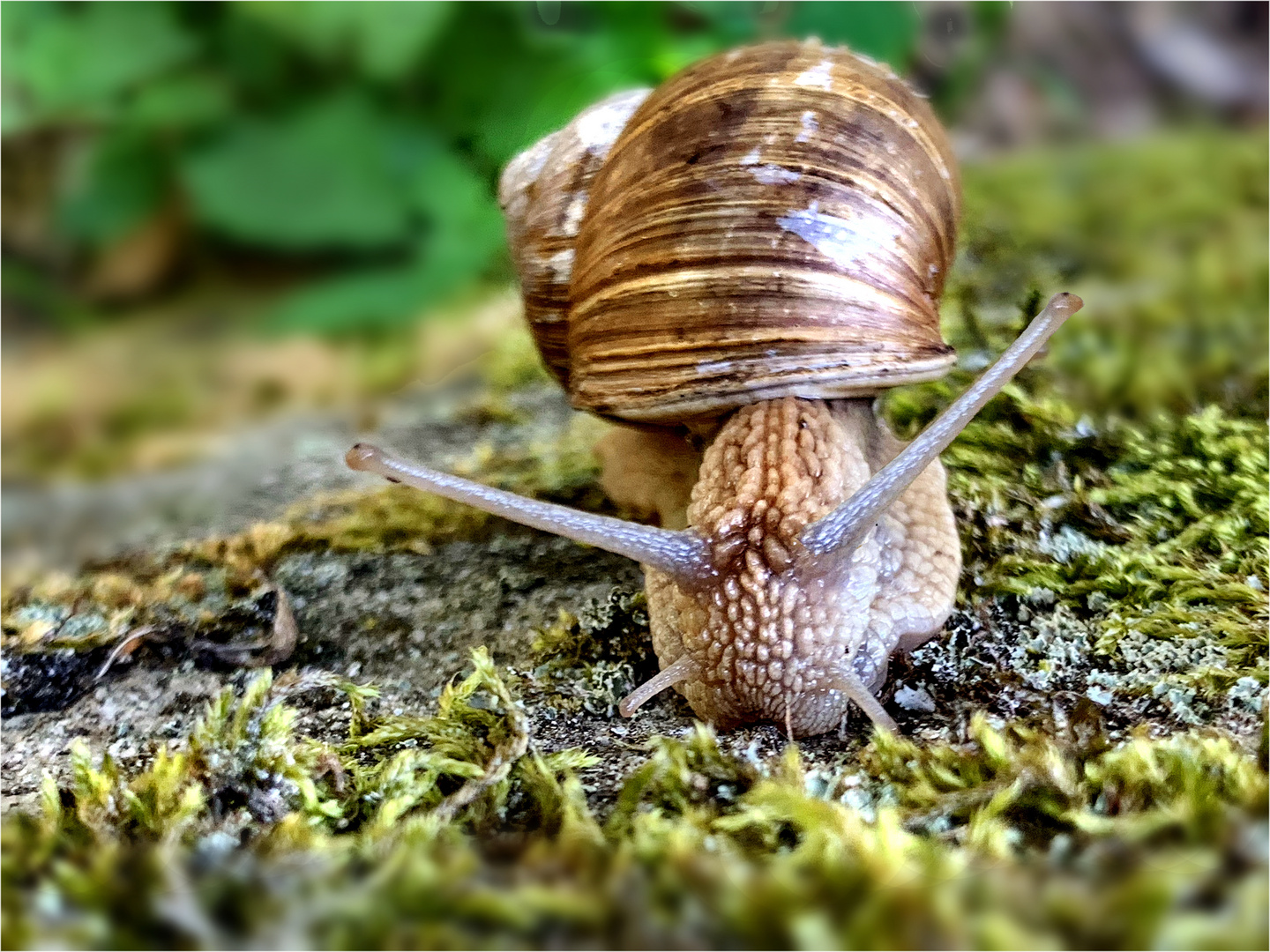 Weinbergschnecke