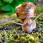 Weinbergschnecke