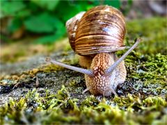 Weinbergschnecke