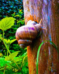 Weinbergschnecke