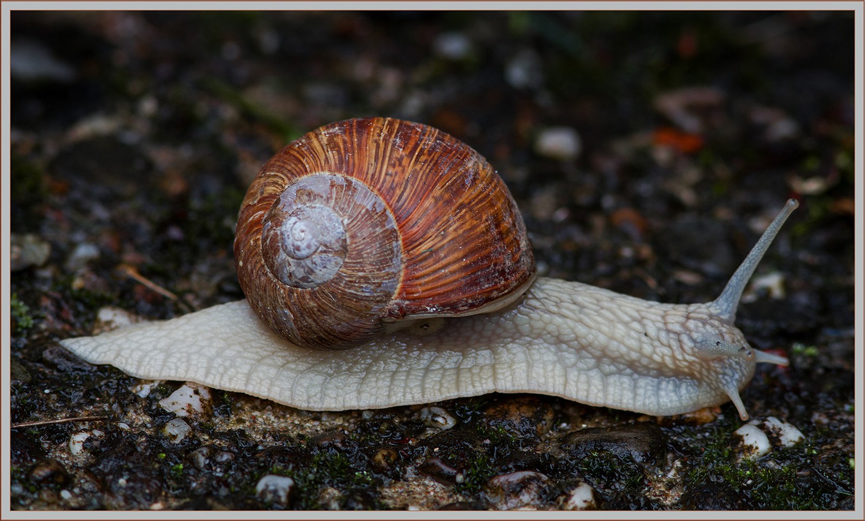 Weinbergschnecke