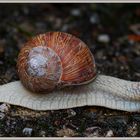 Weinbergschnecke