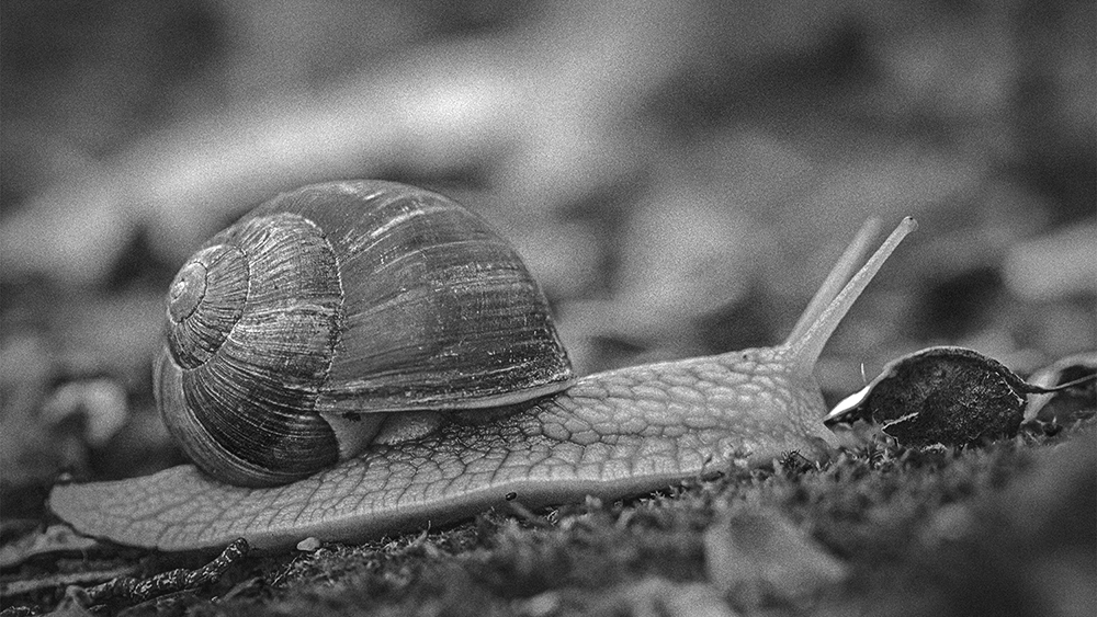 Weinbergschnecke