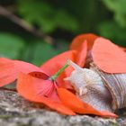 Weinbergschnecke