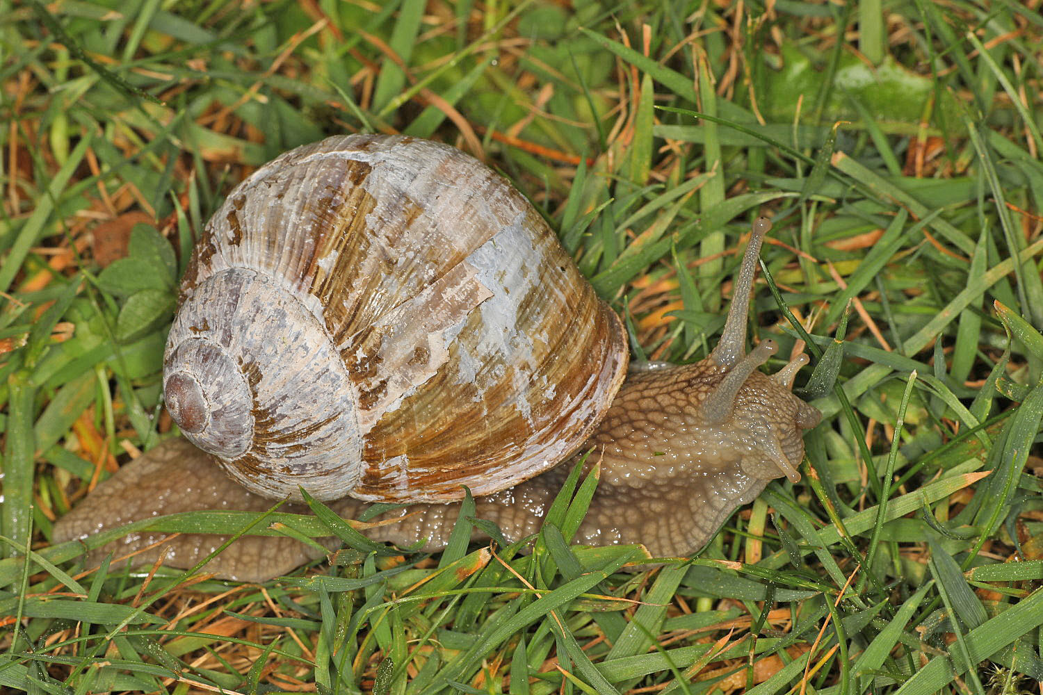 Weinbergschnecke