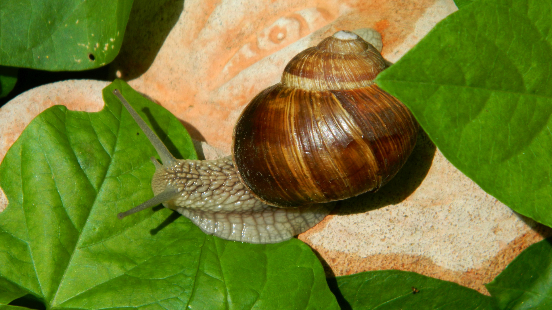 Weinbergschnecke