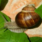 Weinbergschnecke