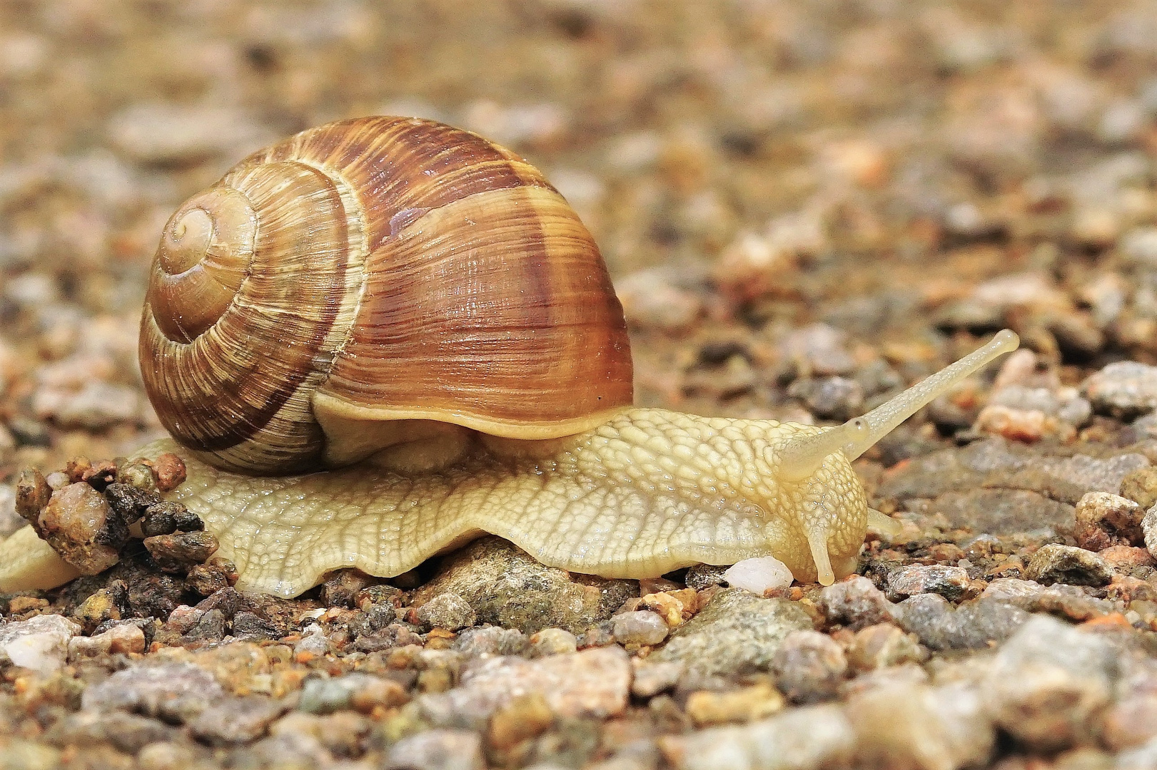 ....Weinbergschnecke.....