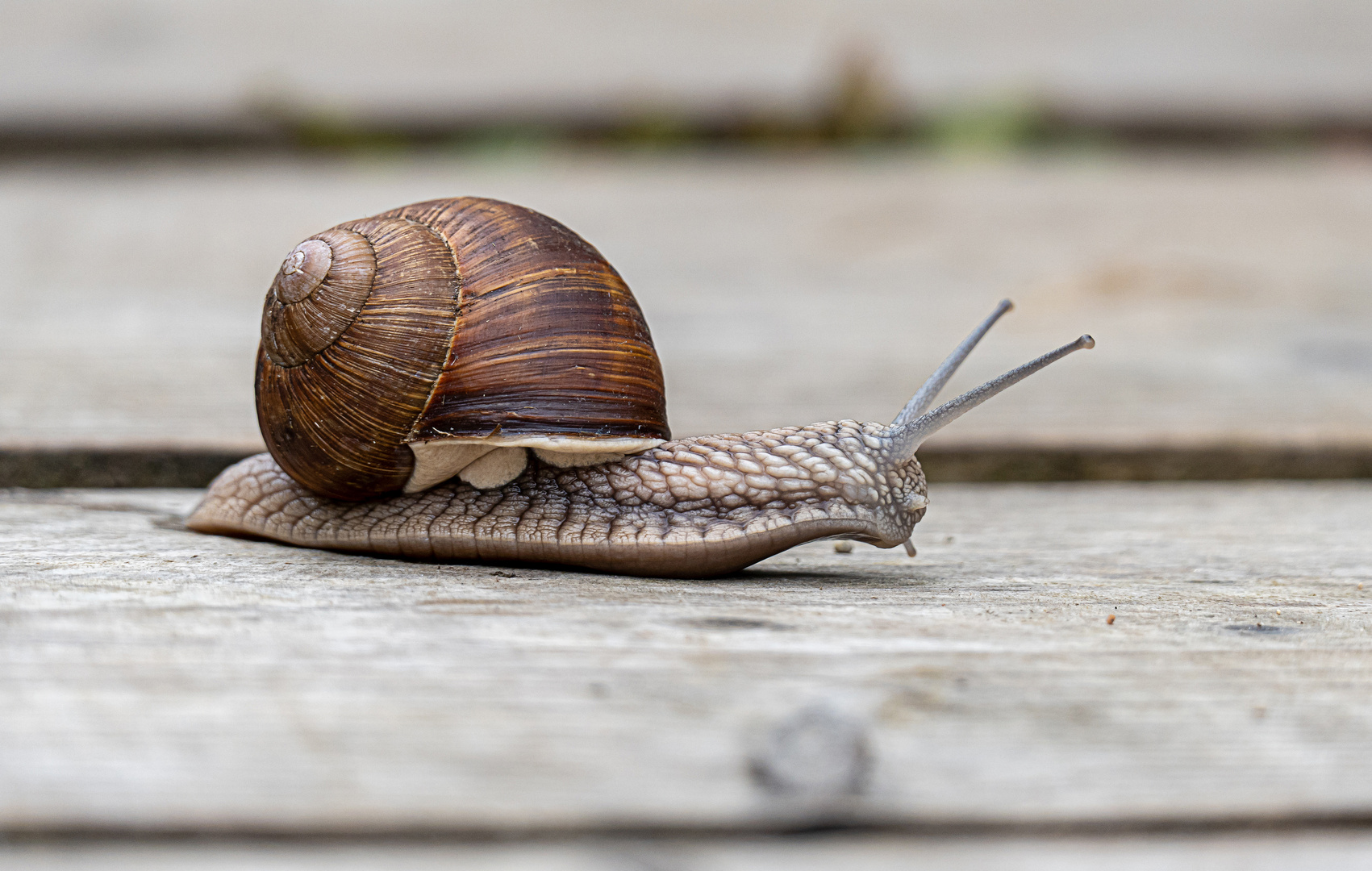 Weinbergschnecke