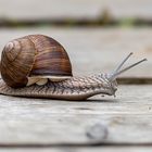 Weinbergschnecke