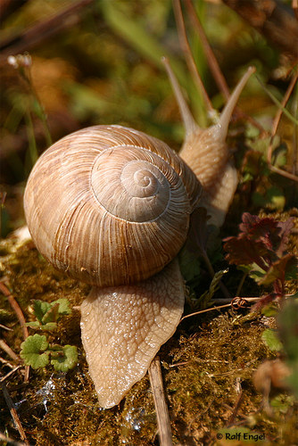 Weinbergschnecke