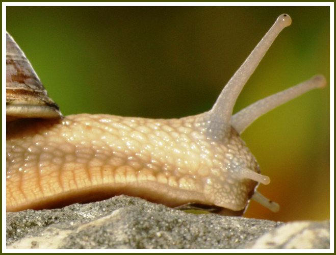 WeinBERGschnecke die Letzte (Vorerst)