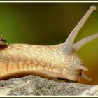 WeinBERGschnecke die Letzte (Vorerst)