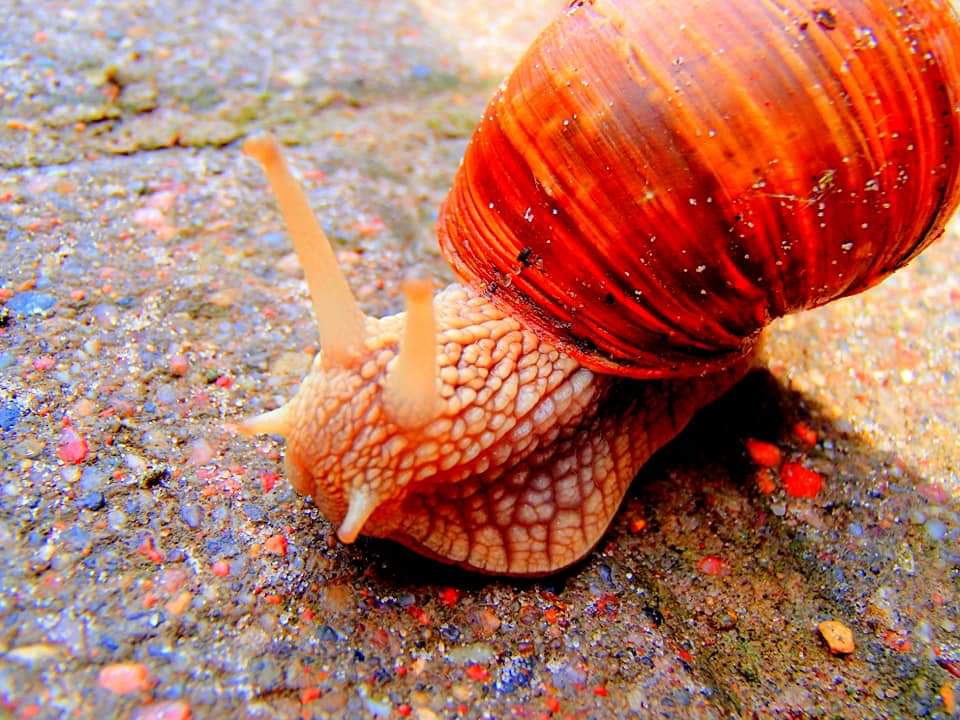 Weinbergschnecke 