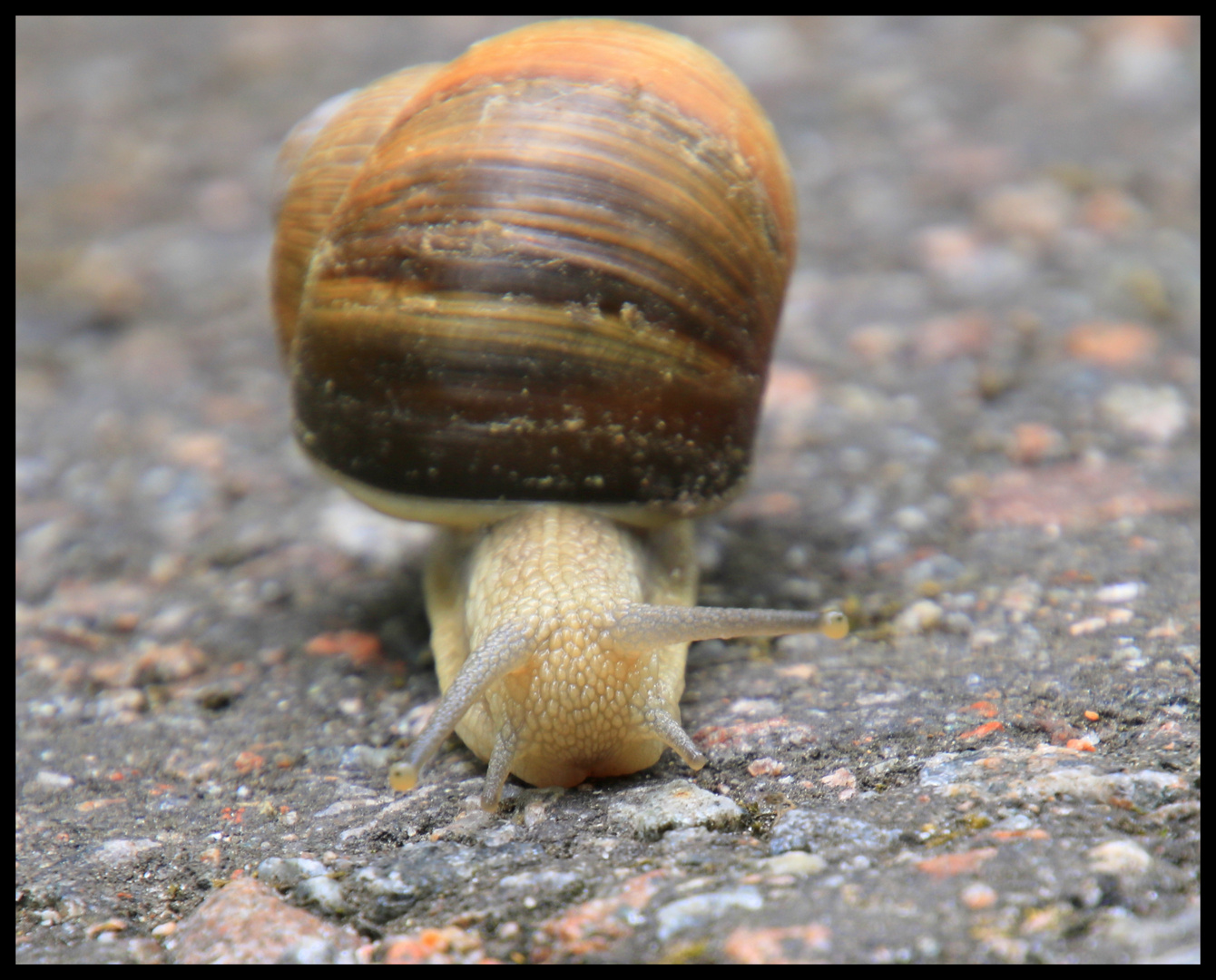 Weinbergschnecke