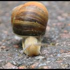 Weinbergschnecke