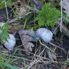 Weinbergschnecke