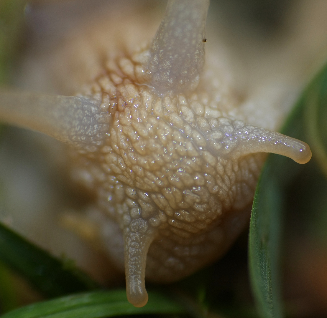 Weinbergschnecke