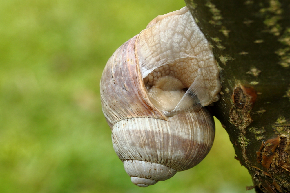 Weinbergschnecke