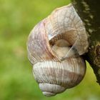 Weinbergschnecke