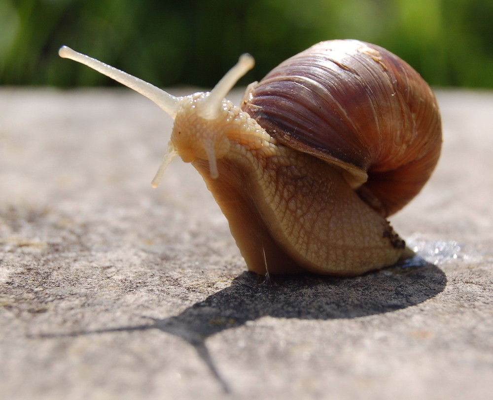 Weinbergschnecke Foto & Bild | tiere, wildlife, schnecken & muscheln