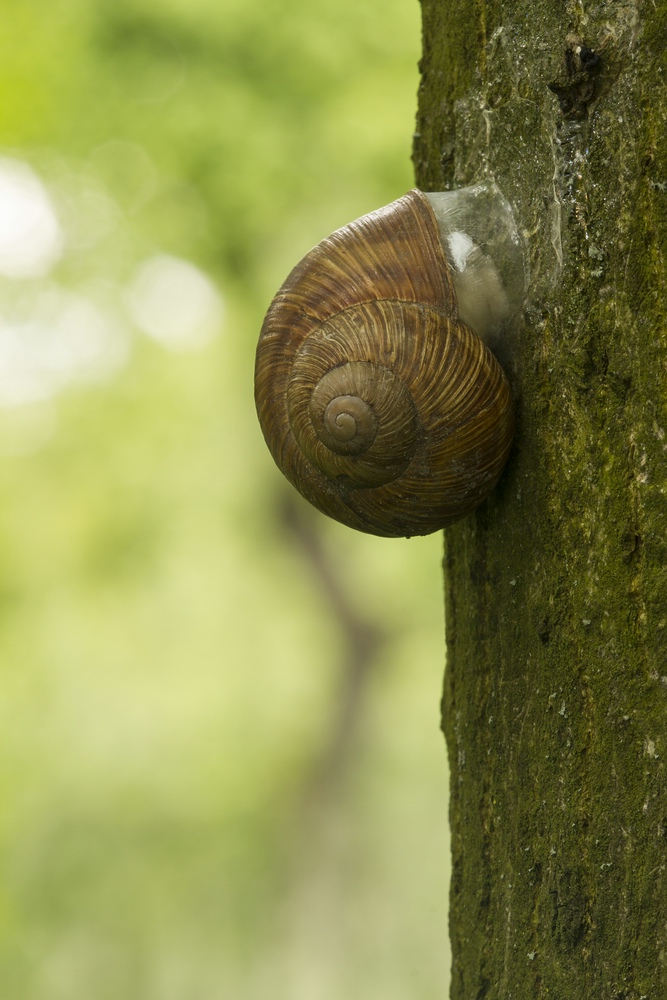 Weinbergschnecke