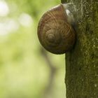 Weinbergschnecke