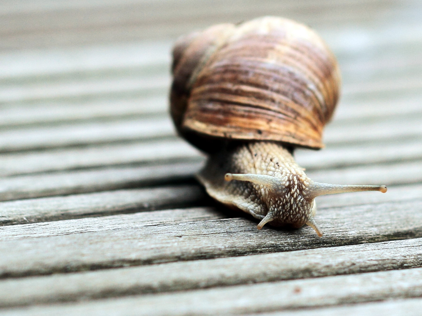 Weinbergschnecke