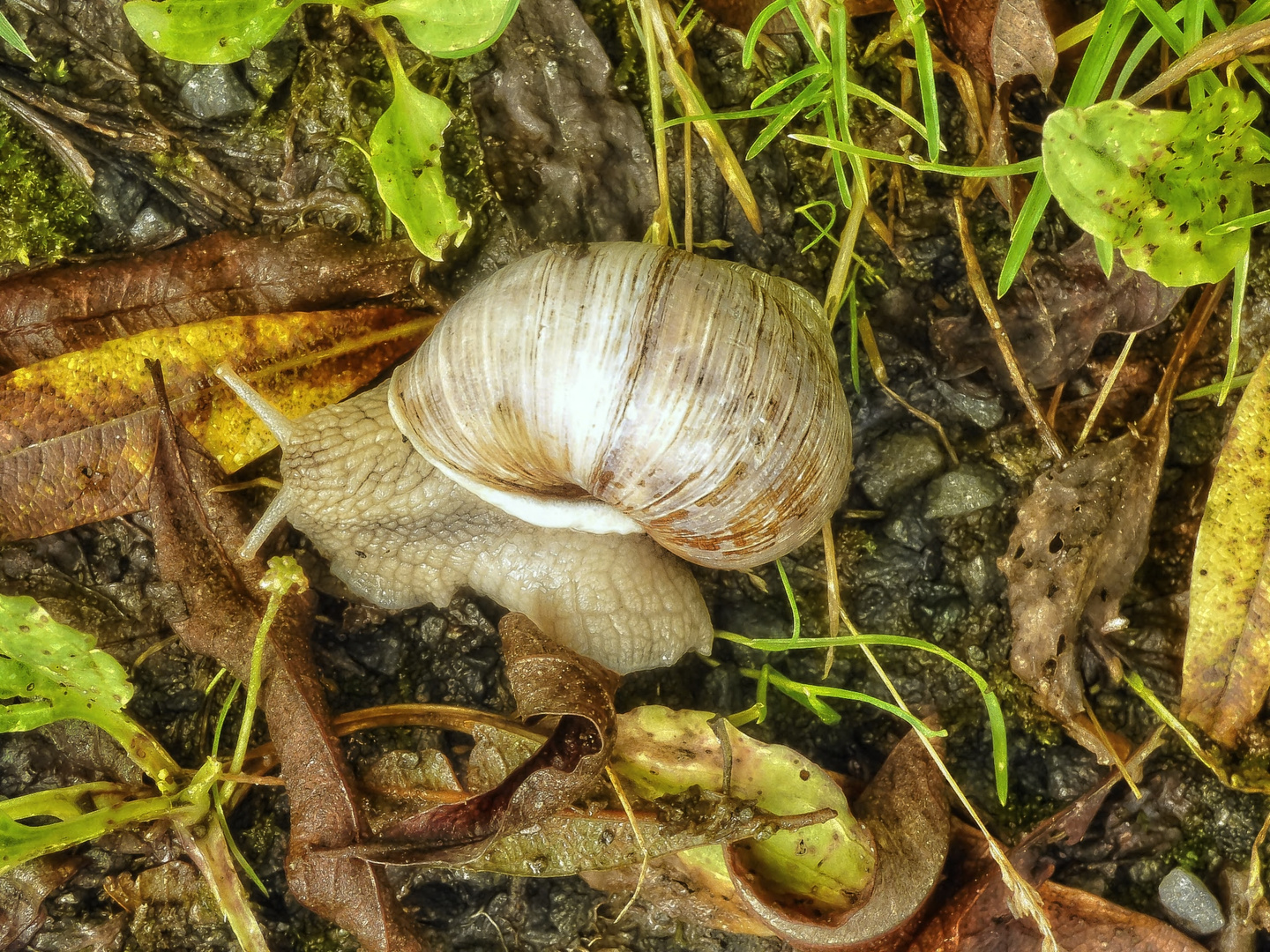 Weinbergschnecke