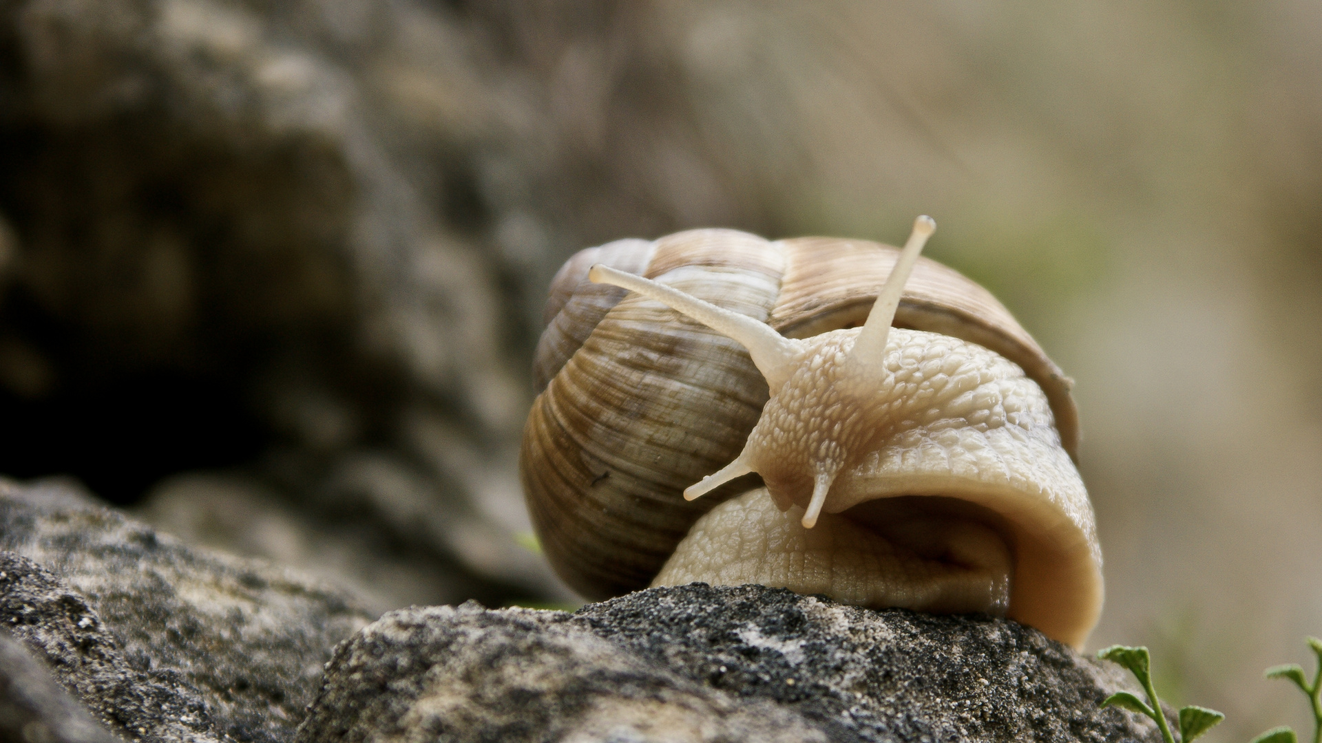 Weinbergschnecke