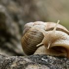 Weinbergschnecke