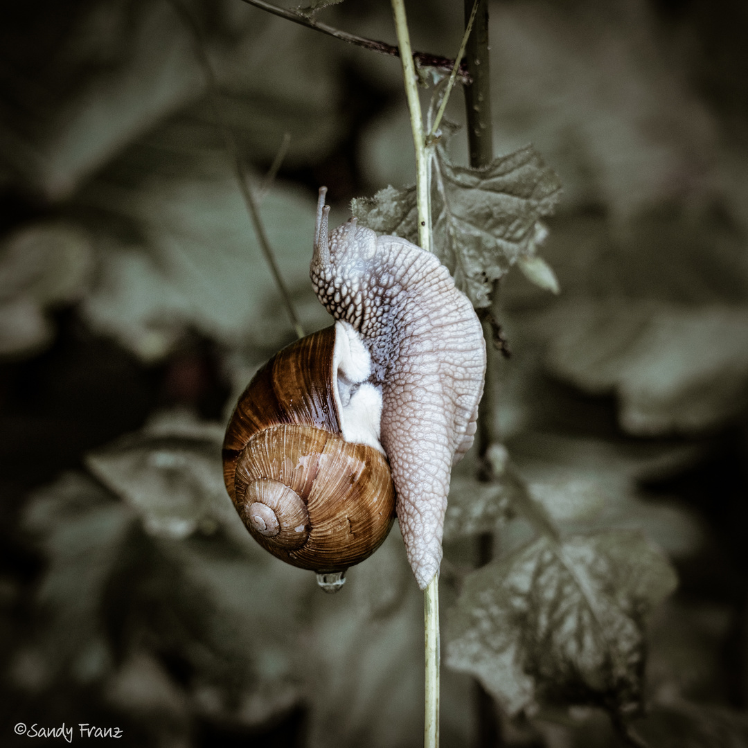 Weinbergschnecke