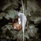 Weinbergschnecke