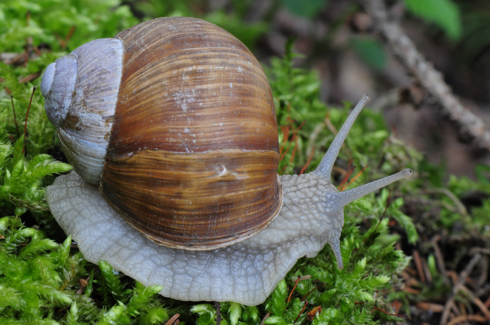 Weinbergschnecke