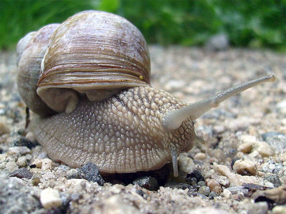 Weinbergschnecke