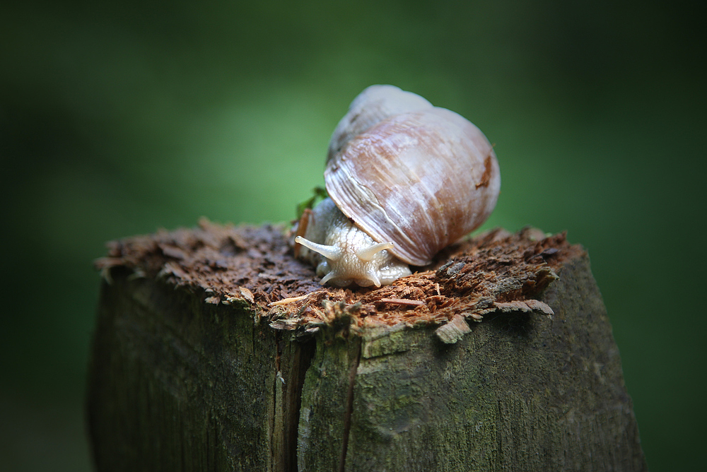 Weinbergschnecke