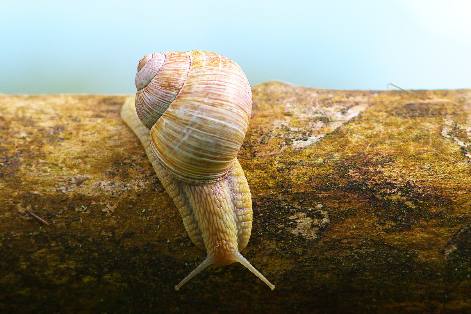 Weinbergschnecke, ein langsames Fotomodel.