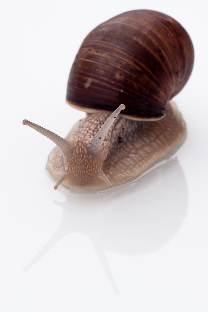 Weinbergschnecke - ein Portrait