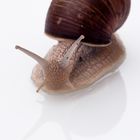 Weinbergschnecke - ein Portrait