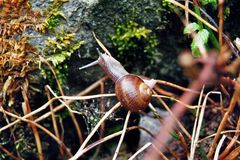 | Weinbergschnecke |