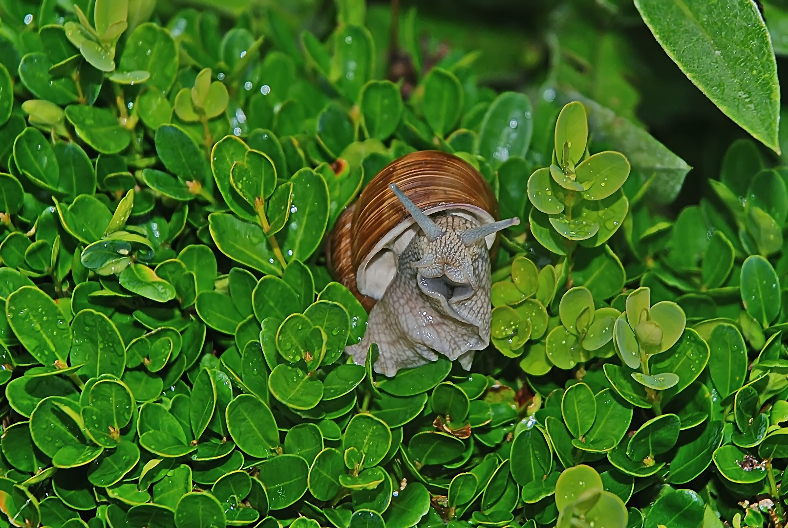 Weinbergschnecke