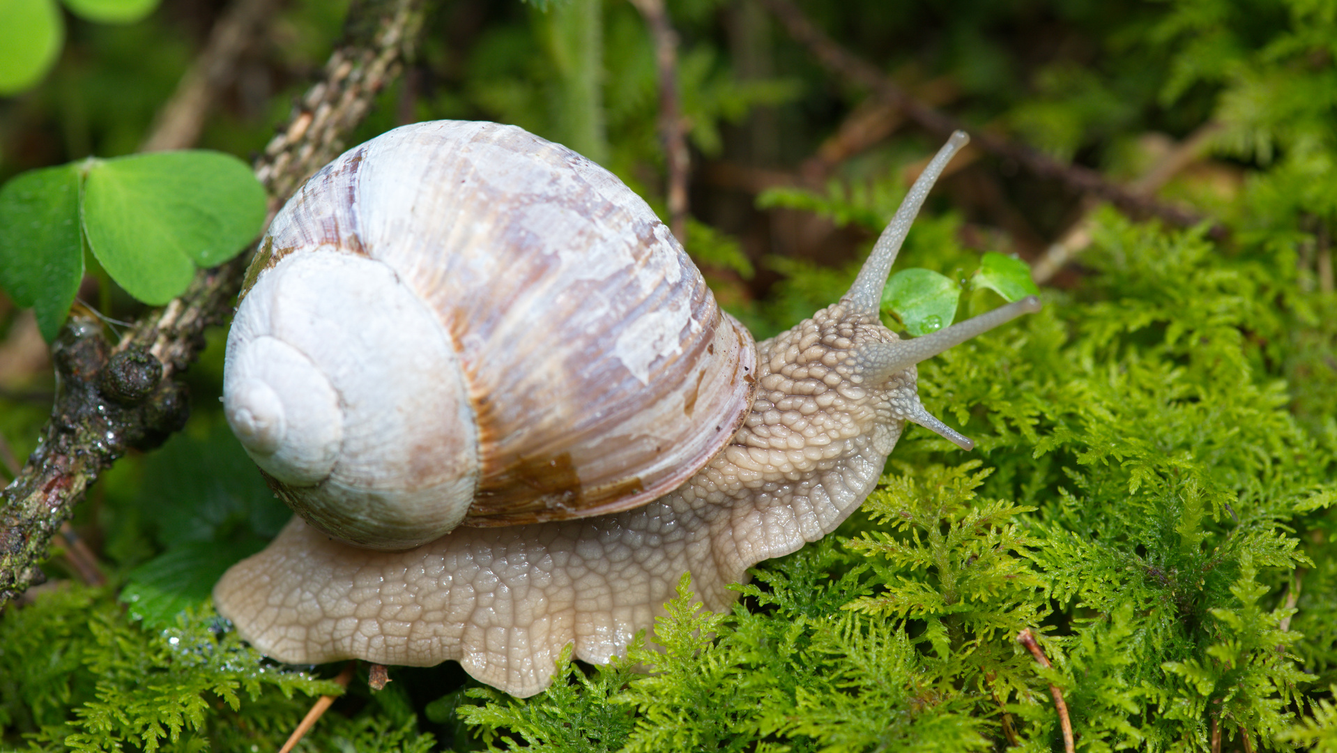 Weinbergschnecke