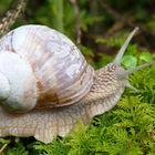 Weinbergschnecke